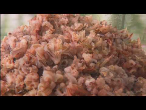 Seasoned With Spirit: Episode 5: Food Upon the Water