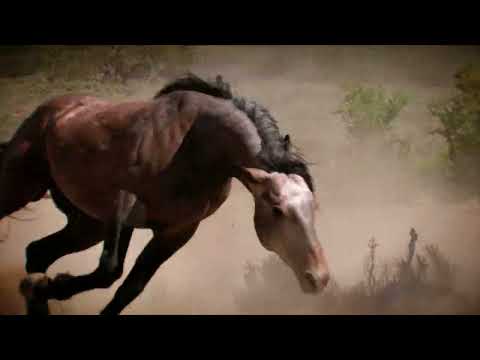 Native Horse